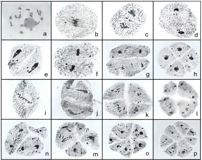 Figure  2.  Some  aspects  of  meiotic  abnormalities  in  the  tetraploid  accessions