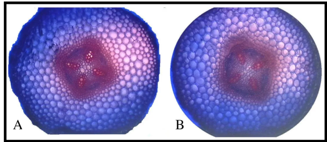 Fig. 7  Light microscopy photomicrographs of control (A) and treated soybean roots with 1000  µM  SNP  (B)  for  24  h
