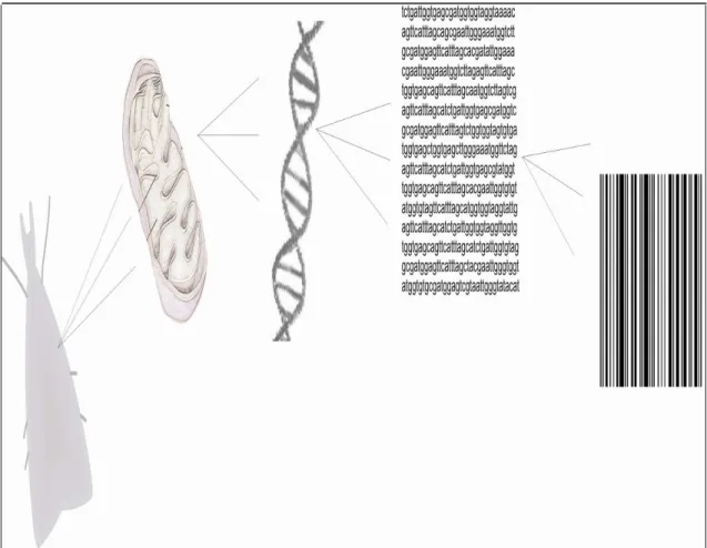 Figure 2- Bravo J. P. 