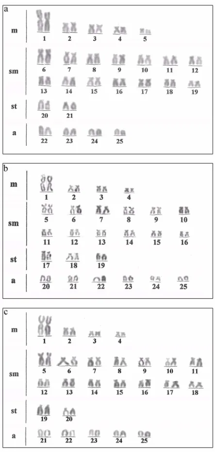 Figura 1 - Cariótipos de Astyanax altiparanae das populações: a) do rio Monjolinho,   b) do rio Água dos Patos, c) do lago Igapó.