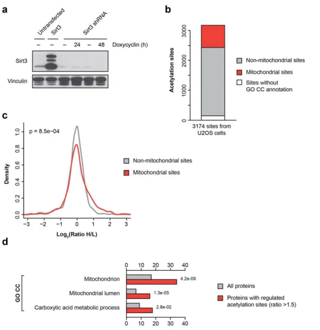 Figure 3. Identification of Sirt3-regulated acetylation sites in human cells. (A) Generation of Sirt3 knockdown and overexpression U2OS cells