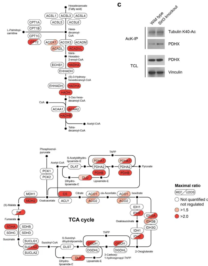 Figure 4. Sirt3 increases acetylation of enzymes involved in fatty acid metabolism and the TCA cycle