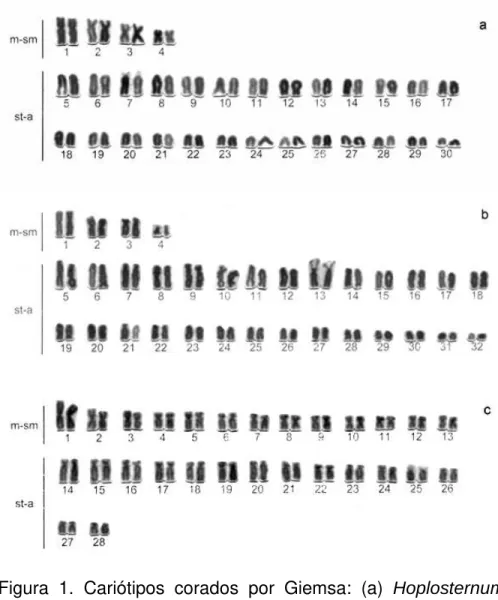 Figura  2.  Cromossomos  portadores  das  RONs  detectados  pela  prata:  (a)  Hoplosternum  littorale,  (b)  Lepthoplosternum  pectorale  e  (c)  Callichthys  callichthys