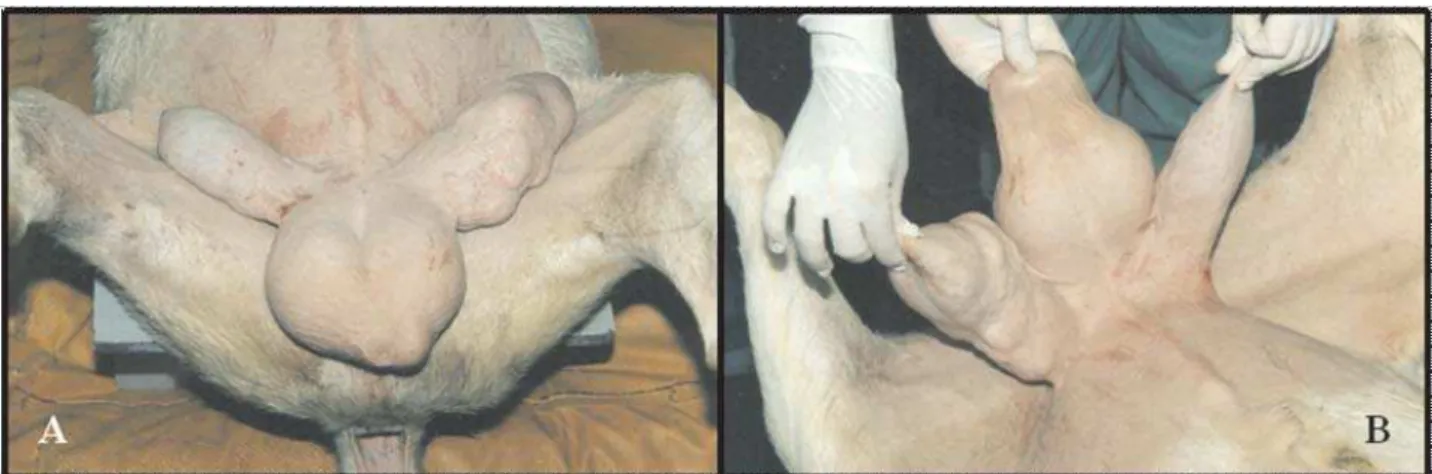 Figure 1. High reproductive performance Saanen goat owning gynaecomastia. A. Cranial view of the mammary gland in dorsal decumbency