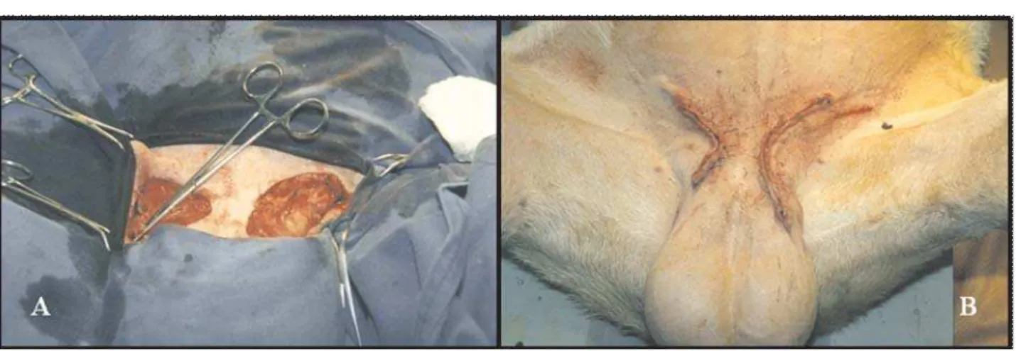 Figure 2.  A. Surgical field following resection of the mammary glands in a high reproductive performance Saanen goat.