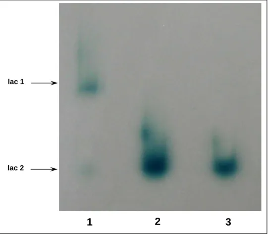 Figure 4. Native SDSKPAGE electrophoresis of extracellular laccase from    after  10  days  of  cultivation  (7  days  after  the  addition  of  the  herbicides)