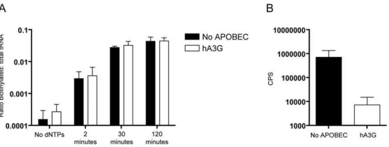 Figure 4. A3G does not affect initiation of reverse transcription. (A) Equivalent amounts of HIV-1/Dvif produced from 293T cells in the presence or absence of human A3G were incubated with biotinylated-dCTP during modified natural endogenous reverse transc