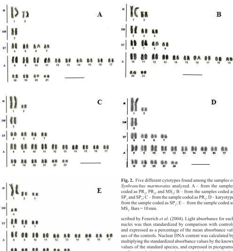 Fig. 2. Five different cytotypes found among the samples of Synbranchus marmoratus analyzed