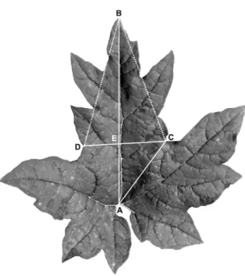 Figure 2. The measurement of a leaf blade of Rheum palmatum complex. A typical leaf form of No