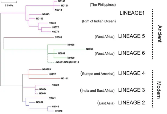 Figure 1. Selection of MTBC isolates representative of global genetic diversity. Phylogenetic tree of the 26 strains used for the study based on a concatenate alignment of 89 genes previously described [1]