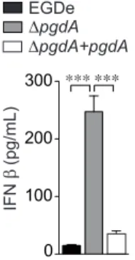 Figure 2. TLR2 is required for PgdA-mediated IFN-b response to Listeria in peritoneal but not bone-marrow macrophages