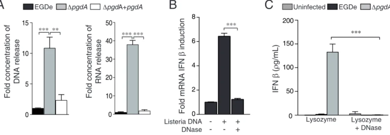 Figure 8. Listeria nucleic acids trigger IFN-b production. (A) The parental EGDe (black bars) DpgdA (grey bars) and complemented DpgdA strain (hatched bars) were incubated with lysozyme