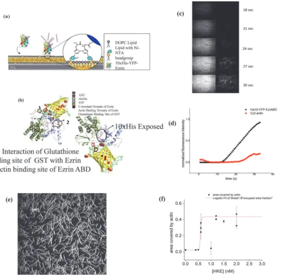 Fig 4. GST. (a-d) ezrinABD interaction: (a) binding of bright ezrinABD to SLB, (b) Predicted structure of GST-tagged bright ezrinABD, (c) images from TIRF microscopy, (d) graphical presentation of cy3 Actin binding to Ezrin in different time frame; (e, f) 