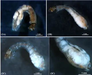 Figure 1. Larval  black  flies  with  patent  infections  of  mermithid nematodes. A,  Simulium tani  with a  single,  extruded mermithid