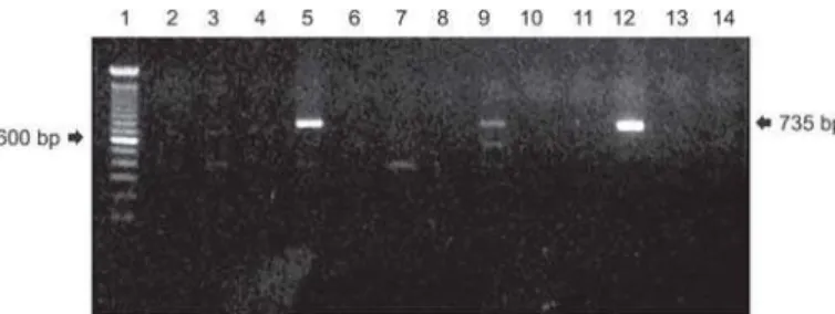 Fig. 1 - Electrophorese gel of Campylobacter jejuni samples, targeting the hippuricase gene (HIP), from chicken abattoirs