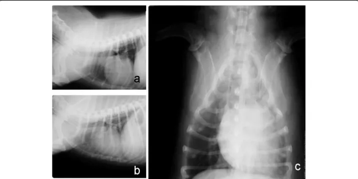 Figure 1 Right lateral (a), left lateral (b), and ventrodorsal (c) radiographic views of the thorax of a female dog (Case 13) with mammary carcinoma