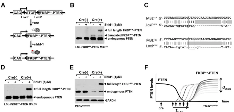 Fig 5. Codon optimization of FKBP** establishes a conditional fine-tuning protein regulation system