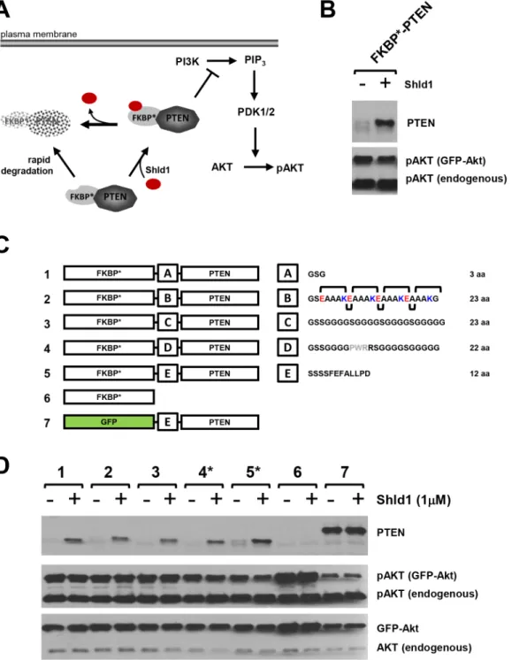 Fig 1. Consequence of linker optimization on PTEN activity of the FKBP*-PTEN fusion protein