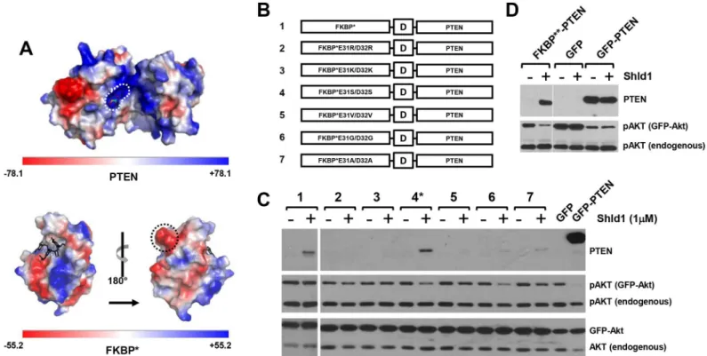 Fig 2. FKBP surface engineering restores PTEN activity of FKBP**-PTEN fusion protein. (A) Electrostatic potential map of PTEN (PDB ID: 1d5r) and FKBP (PDB ID: 1BL4)