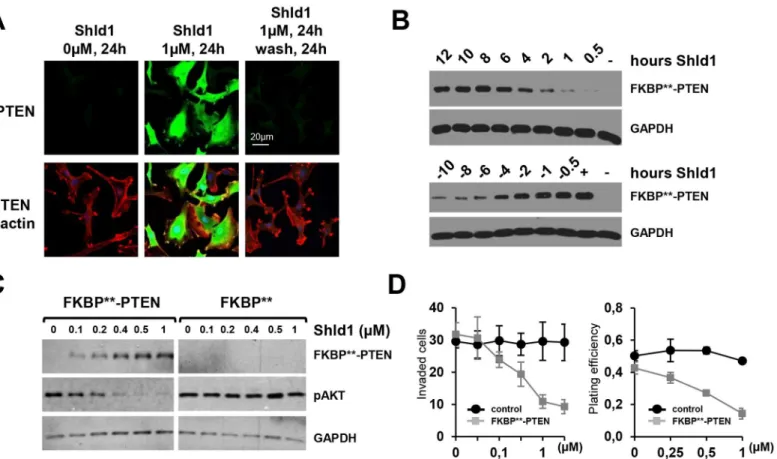 Fig 3. Engineered FKBP** permits rapid, reversible and tunable regulation of PTEN function in cellular models