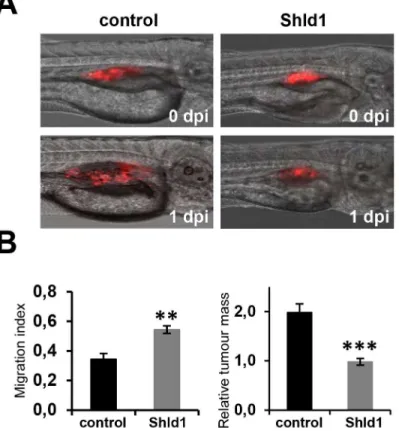 Fig 4. Engineered FKBP** permits regulation of PTEN function in the zebrafish. (A) The migration and growth of stable FKBP**-PTEN expressing U87MG cell clones injected into zebrafish embryos can be inhibited by Shld1