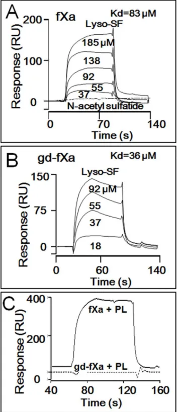 Fig 4. Binding of Lyso-SF to fXa and Gd-fXa using SPR. Surface Plasmon Resonance (SPR) was used to monitor binding of lyso-SF to BEGR-fXa i and BEGR-gd-fXa i 