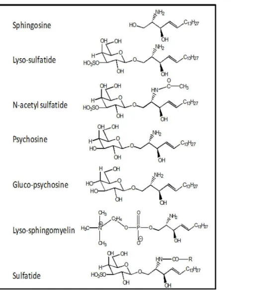 Fig 1. Structures of Lyso-SF and Its Analogs.