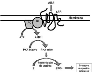 Figura 1 - Mecanismo de ação dos agonistas β-adrenérgicos. ABA - agonista β- β-adrenérgicos;  βAR  – receptor β-β-adrenérgicos; Gs – proteína ativa; AC - enzima  adelinato ciclase;  ATP – trifosfato de adenosina; AMPc – monofosfato cíclico de  adenosina; P