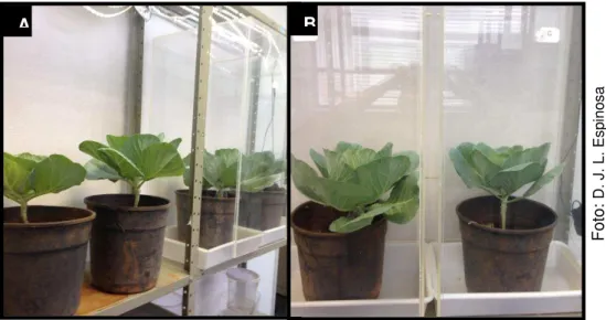 Figura 4:  Criação de B. tabaci. (A) plantas semeadas, (B) plantas em gaiolas  de plásticos