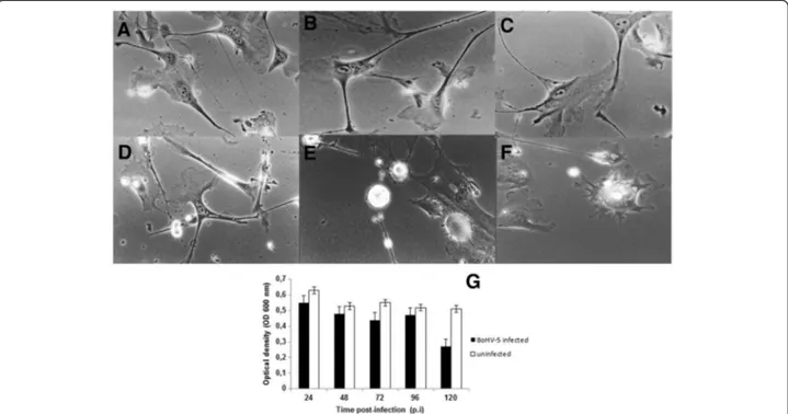 Figure 5 Bovine Herpesvirus type 5 infection. Neuron-like cells infected with BoHV-5 demonstrating cytopathic effects A) at 24 h post- post-infection (p.i.) showing initial enlargement of cell branches; and B and C) Vesicles forming between networks at 48 