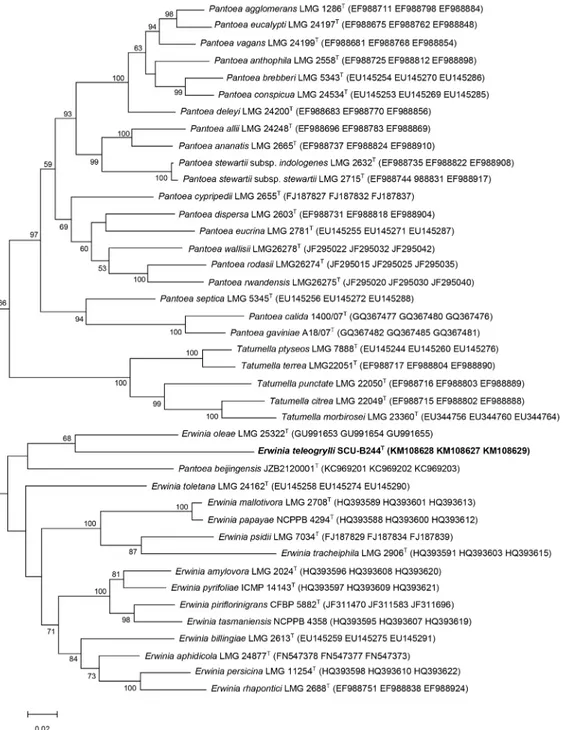 Fig 2. Maximum-likelihood tree based on concatenated partial atpD, gyrB and infB sequences from the genera Erwinia, Pantoea and Tatumella.