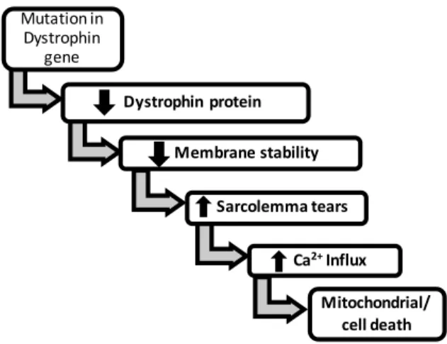 Figure 1. Proposed mechanism for cell death in dystrophin  deficient muscular dystrophy