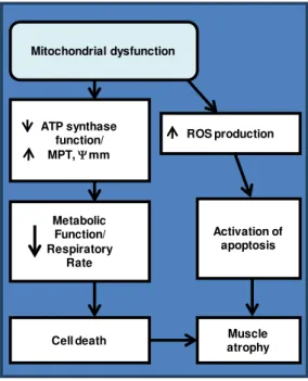 Figure 2.  Development of the pathway from mito- mito-chondrial dysfunction to muscle atrophy