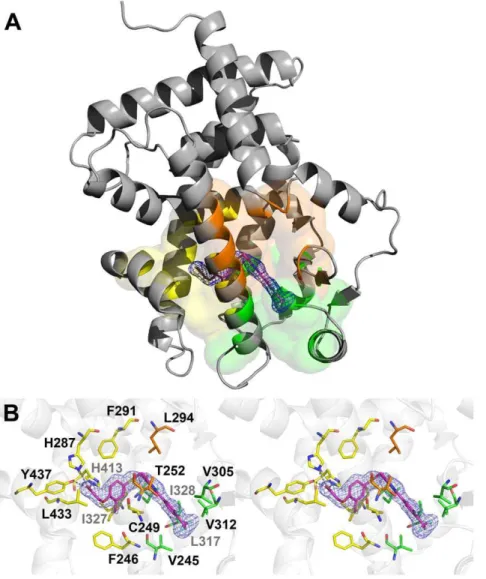 Figure 2. Crystallographic structure of the complex hPPARd-LBD:GW0742. (A) The ligand (magenta sticks) occupies the PPARd-LBD (grey cartoon) and performs interactions with residues belonging to the arm I (yellow), arm II (green) and arm III (orange)