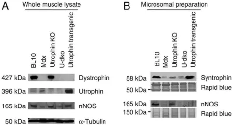Fig. 3. Western blot analysis of nNOS expression in whole-muscle lysate and microsomal preparation.