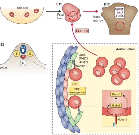 Fig. 6. Notch signaling drives hematopoietic stem cell specification during development
