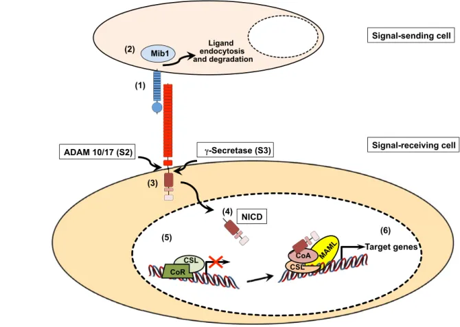 Fig. 1. Canonical Notch signaling. A Notch ligand expressed on the surface of a signal-sending cell interacts with a Notch receptor on the signal- signal-receiving cell, triggering Notch receptor activation (1)