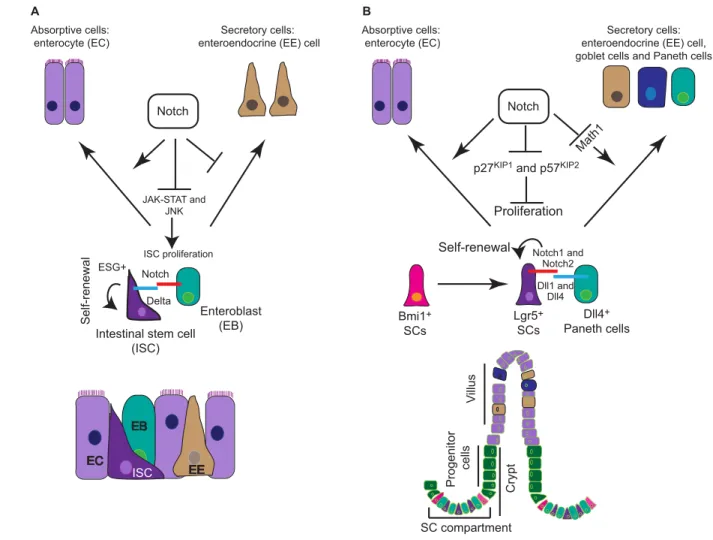 Fig. 5. Notch function in the Drosophila and murine intestine. (A) In the Drosophila midgut, intestinal stem cells (ISCs) (escargot + ) reside between a monolayer of enteroblasts (EBs), enteroendocrine (EE) cells and enterocytes (ECs)