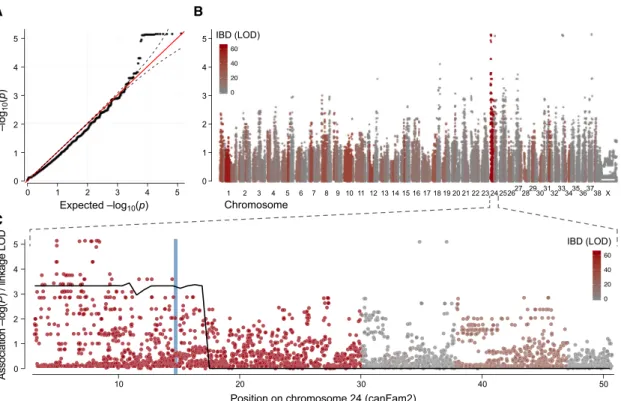 Figure 1. Combining Association, Linkage, and Identity-By-Descent Analysis Identifies a 30 Mb Candidate Region on Chromosome 24 (A) A QQ plot of 129,908 SNPs tested for association identified 27 SNPs outside the 95% confidence intervals (dashed lines) and 