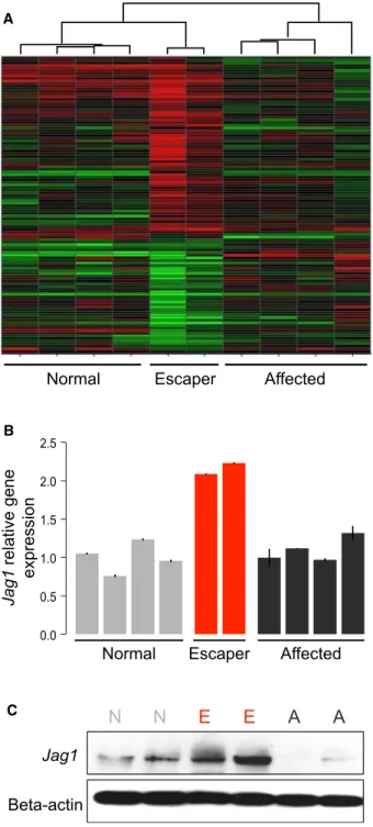 Figure 2. Altered Jagged1 Expression in Escaper GRMD Dogs (A) mRNA microarray comparing muscle gene expression of escaper GRMD dogs with related severely affected and WT dogs.