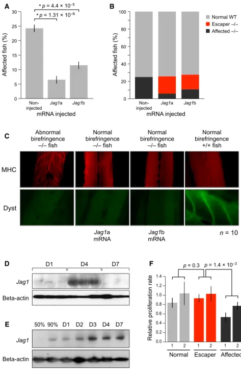 Figure 4. Functional Analysis of jagged1 Expression