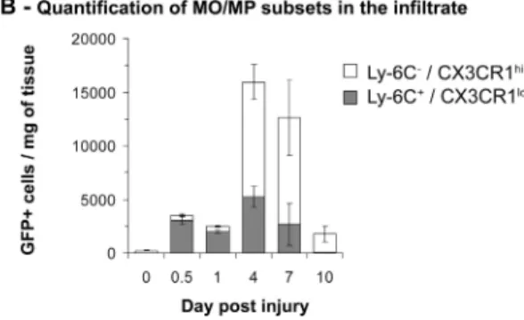 Figure 1.  Kinetics of MO/MP subsets during muscle regeneration  in the CX3CR1 GFP/+  mouse