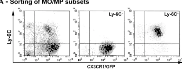 Figure 2.  Phenotype of Ly-6C +  and Ly-6C −  MOs/MPs during muscle  regeneration. Ly-6C +  and Ly-6C −  MO/MP subsets were isolated by cell  sorting at various times after injury