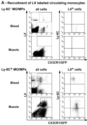 Fig. 3 A, bottom right, muscle). These data indicate that muscle  Ly-6C −  cells derived from early recruited Ly-6C +  MOs/MPs.