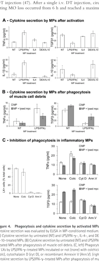 Figure 4.  Phagocytosis and cytokine secretion by activated MPs. 