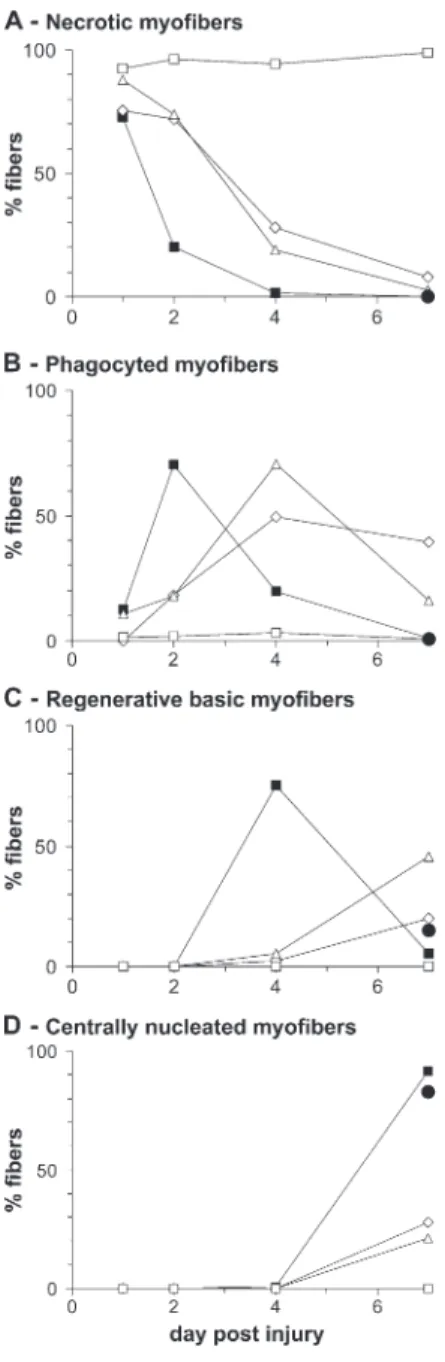 Figure 7.  Quantitative analysis of muscle regeneration after  circulating MO depletion