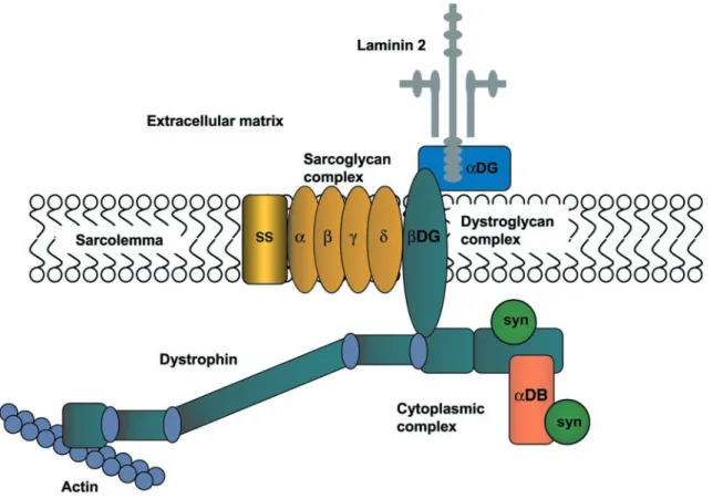 FIG. 3. The dystrophin-associated protein complex (DPC) in skeletal muscle. Dystrophin binds to cytoskeletal actin at its NH 2 terminus
