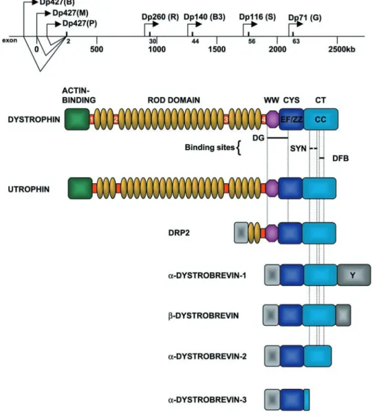 FIG. 1. Schematic showing the organi- organi-zation of the human Duchenne muscular dystrophy (DMD) gene and the  dystrophin-related protein family