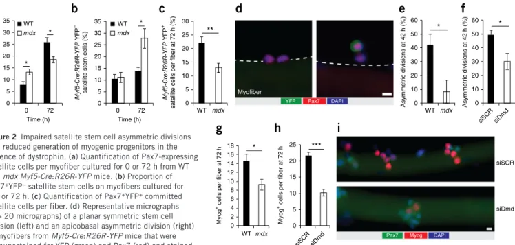 Figure 2  Impaired satellite stem cell asymmetric divisions   and reduced generation of myogenic progenitors in the   absence of dystrophin