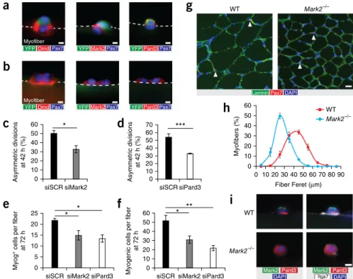 Figure 4  PAR polarity proteins are required   for muscle stem cell asymmetric divisions